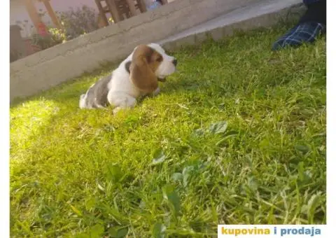 Bigl štenci - 12/12