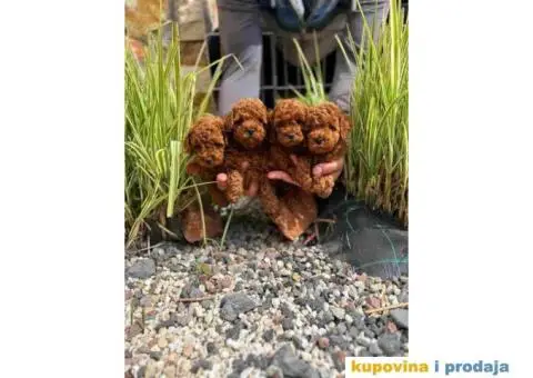 TOY PUDLE crvene,   spremne za preuzimanje - 1/4