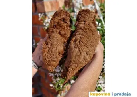 TOY PUDLE crvene,   spremne za preuzimanje - 4/4