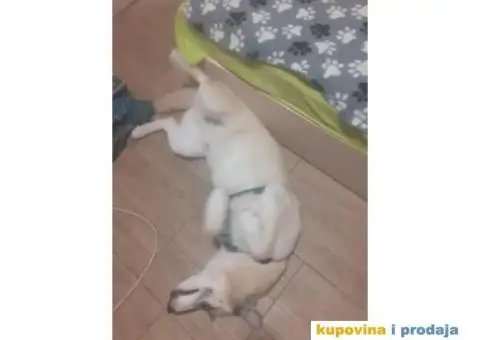 Cuvanje pasa u kucnim uslovima,dressura,socijalizacija - 2/9