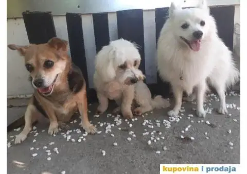 Cuvanje pasa u kucnim uslovima,dressura,socijalizacija - 3/9