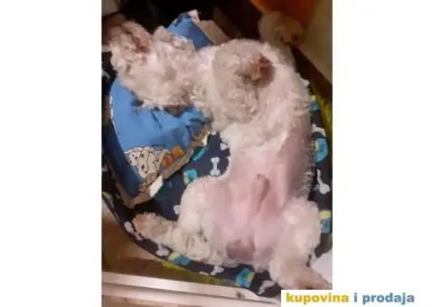 Cuvanje pasa u kucnim uslovima,dressura,socijalizacija - 4/9