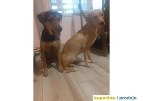 Cuvanje pasa u kucnim uslovima,dressura,socijalizacija - 5/9