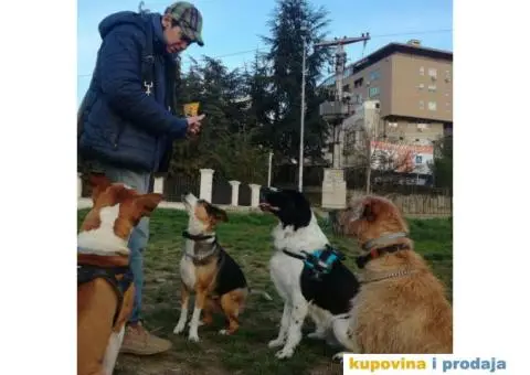 Cuvanje pasa u kucnim uslovima,dressura,socijalizacija - 6/9