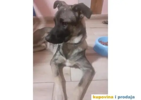 Cuvanje pasa u kucnim uslovima,dressura,socijalizacija - 7/9