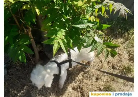 Cuvanje pasa u kucnim uslovima,dressura,socijalizacija - 8/9