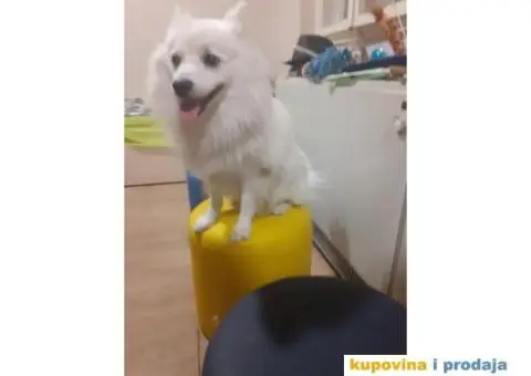 Cuvanje pasa u kucnim uslovima,dressura,socijalizacija - 9/9