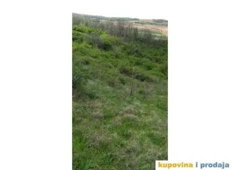 Prodaja njive u Svilošu - 2/3