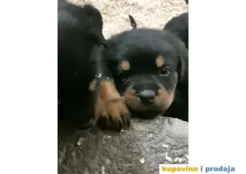 Na prodaju ROTVAJLERI, lepo odgajen - 4/7