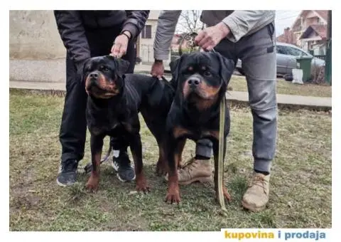 Na prodaju ROTVAJLERI, lepo odgajen - 7/7