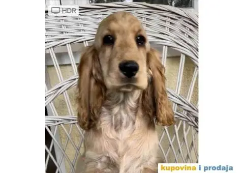 Koker Spanijel, prvobirano zensko stene zlatne boje