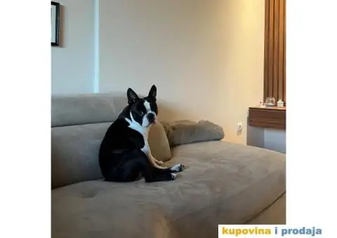 Bostanac Pako trazi devojku za parenje - 1/6