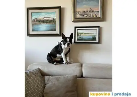 Bostanac Pako trazi devojku za parenje - 2/6