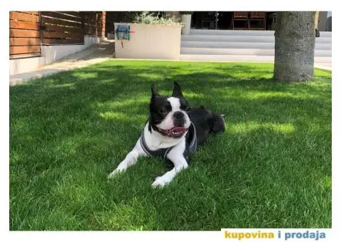 Bostanac Pako trazi devojku za parenje - 3/6