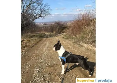 Bostanac Pako trazi devojku za parenje - 4/6