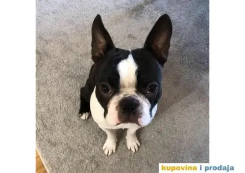 Bostanac Pako trazi devojku za parenje - 5/6