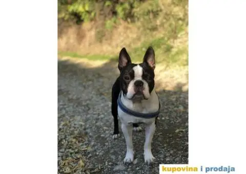 Bostanac Pako trazi devojku za parenje - 6/6