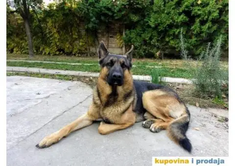 Zapadno-nemački ovčar radne linije - 1/8