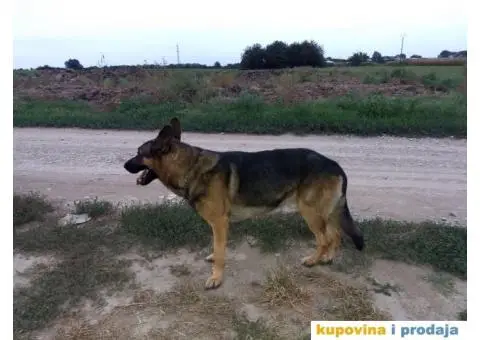 Zapadno-nemački ovčar radne linije - 2/8