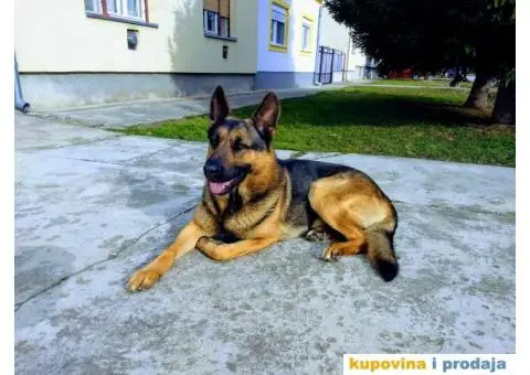 Zapadno-nemački ovčar radne linije - 3/8