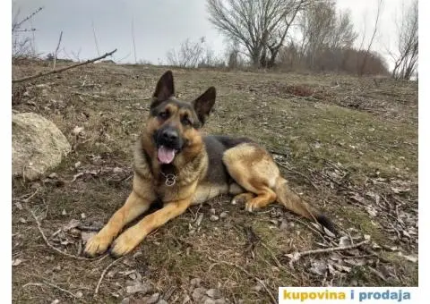 Zapadno-nemački ovčar radne linije - 4/8