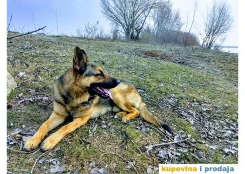 Zapadno-nemački ovčar radne linije - 5/8