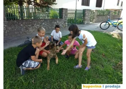 Zapadno-nemački ovčar radne linije - 6/8