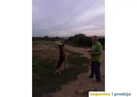 Zapadno-nemački ovčar radne linije - 7/8