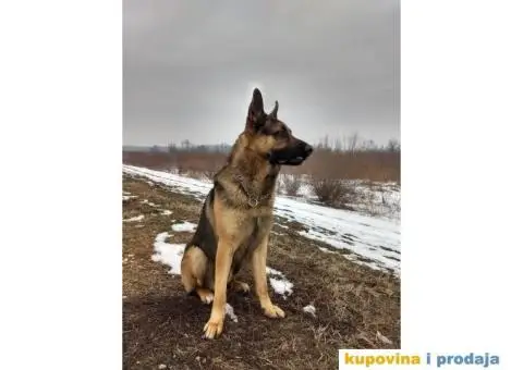 Zapadno-nemački ovčar radne linije - 8/8