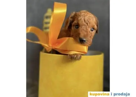 Odgajivačnica Antofagasta ima na prodaju  tri steneta toj PUDLE, - 1/8