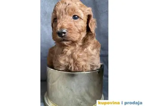 Odgajivačnica Antofagasta ima na prodaju  tri steneta toj PUDLE, - 2/8