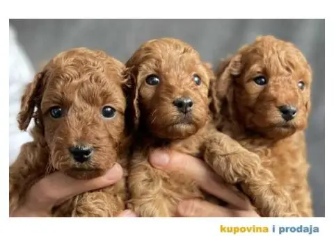 Odgajivačnica Antofagasta ima na prodaju  tri steneta toj PUDLE, - 3/8