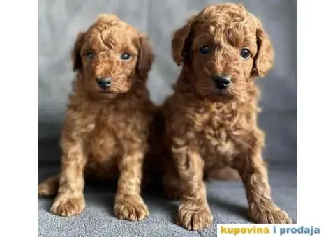 Odgajivačnica Antofagasta ima na prodaju  tri steneta toj PUDLE, - 4/8