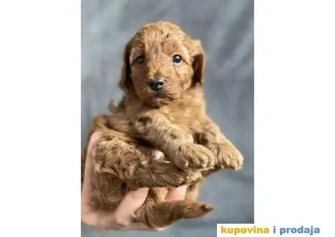 Odgajivačnica Antofagasta ima na prodaju  tri steneta toj PUDLE, - 5/8