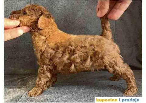 Odgajivačnica Antofagasta ima na prodaju  tri steneta toj PUDLE, - 6/8