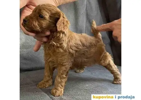 Odgajivačnica Antofagasta ima na prodaju  tri steneta toj PUDLE, - 7/8