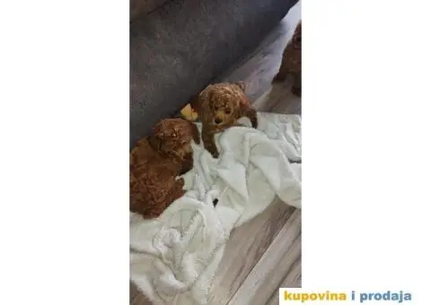 Pudlice crvene - 1/4