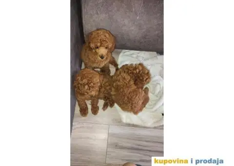 Pudlice crvene - 3/4