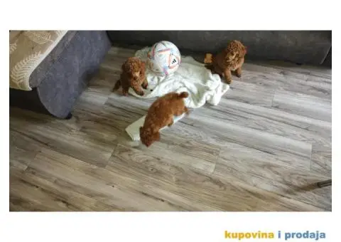 Pudlice crvene - 4/4