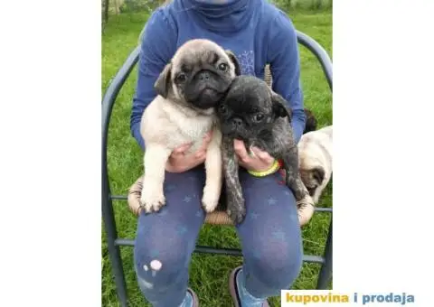 Na prodaju stenci MOPSA, dva muzjka I dve zenke, - 1/8