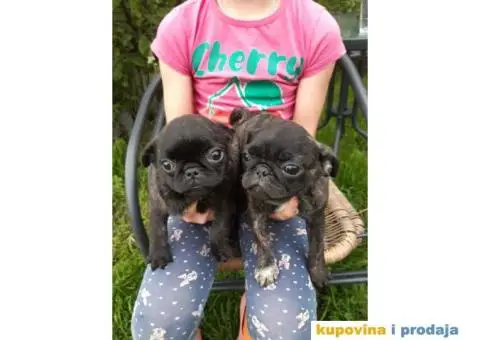 Na prodaju stenci MOPSA, dva muzjka I dve zenke, - 2/8