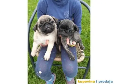 Na prodaju stenci MOPSA, dva muzjka I dve zenke, - 3/8