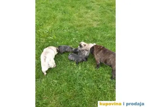 Na prodaju stenci MOPSA, dva muzjka I dve zenke, - 4/8