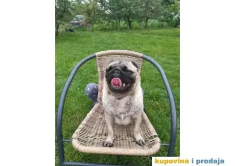 Na prodaju stenci MOPSA, dva muzjka I dve zenke, - 5/8