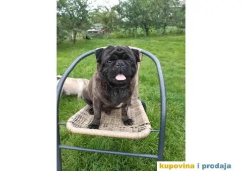 Na prodaju stenci MOPSA, dva muzjka I dve zenke, - 6/8