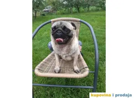 Na prodaju stenci MOPSA, dva muzjka I dve zenke, - 7/8