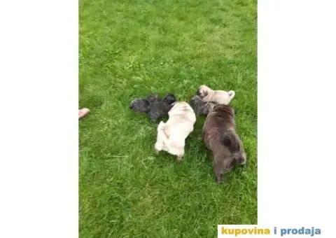 Na prodaju stenci MOPSA, dva muzjka I dve zenke, - 8/8