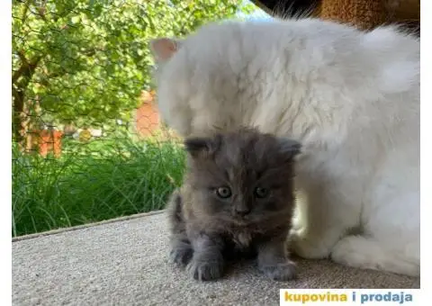 Persijsko mače - 1/13