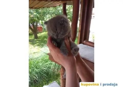 Persijsko mače - 2/13