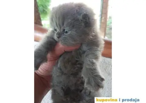 Persijsko mače - 3/13